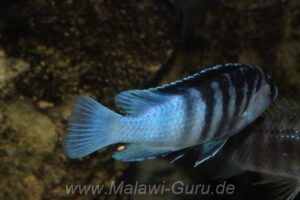 Labidochromis chisumulae
